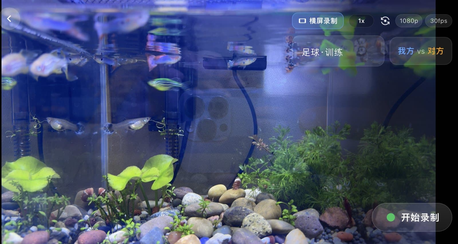 BlinkLife 横屏录制页:足球·训练、我方 vs 对方、开始录制按钮